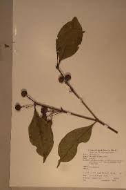 Image result for Memecylon torrei