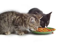 The number of meals a cat eats per day depends completely on the family schedule. What To Feed Your Cat Pfma