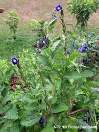 Image result for Stachytarpheta