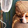Story image for dogs and cats news articles from Us Weekly