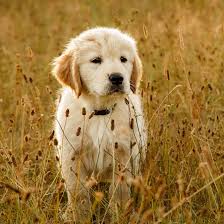 How much do golden retriever puppies cost? 1 Golden Retriever Puppies For Sale In Florida