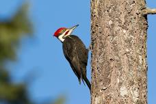 Birding in New Glarus Woods State Park