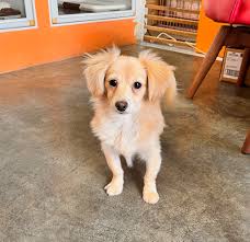 ミックス（ポメックス） | 浅草のペットショップ ワンダフルわん