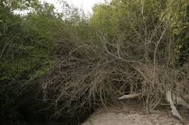 Image result for Psydrax