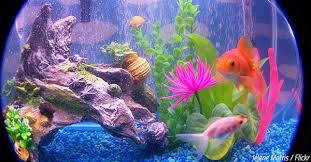 Maybe you would like to learn more about one of these? How To Move A Fish Tank To Another House A Fintastic Step By Step Guide Mymovingreviews