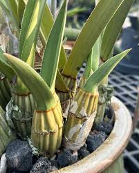 Image result for Eulophia sp. nov.