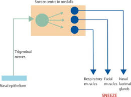 Clin infect dis, 1997, 25: Understanding The Symptoms Of The Common Cold And Influenza The Lancet Infectious Diseases