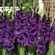 Image result for Gladiolus pretoriensis