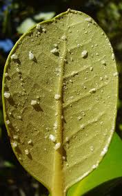 Image result for Avicennia marina