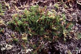 Image result for Selaginella cathedrifolia