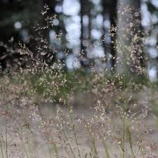 Image result for Agrostis quinqueseta