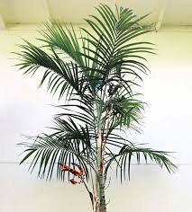 Image result for Chamaedorea radicalis