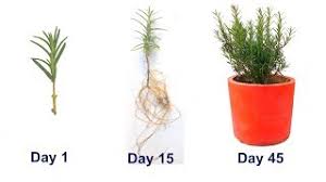 Image result for rosemary cuttings