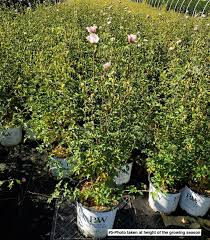 Image result for Hibiscus syriacus ´Pink Chiffon