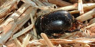 Image result for Pentodon