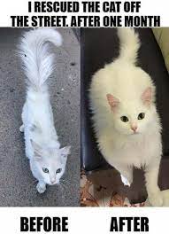 New Funny Baby Memes So Cute Kitty Ideas Funny Cat Memes Cat Memes Best Cat Memes