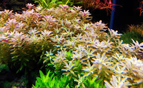 Image result for Limnophila