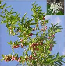 Image result for Alangiaceae