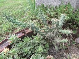 Image result for Opuntia imbricata