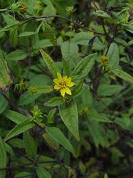 Image result for Eriocephalus ambiguus