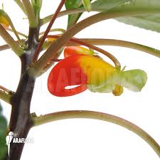 Image result for Impatiens niamniamensis