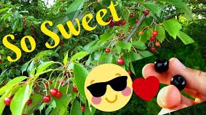 Supports normal gi tract health. Picking Wild Cherries Foraging For Free Food Youtube