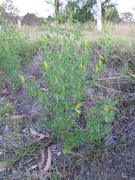 Image result for Melilotus indicus