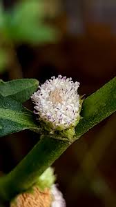 Image result for Struchium