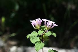 Image result for Lantana moldenkei
