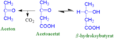 Plantefett, som inneholder mest umettet fett, utvinnes ofte til matoljer, for eksempel soyaolje, maisolje og olivenolje. Fett Institutt For Biovitenskap