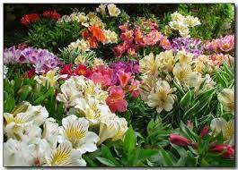 Alsroemeria Or Princess Lilies A Plant I See Often But Never Knre What Its Name Was Until I Stumbled Acros Alstroemeria Alstroemeria Plants Beautiful Flowers
