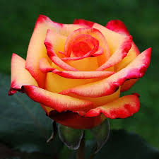 Now order graceful and elegant flower bouquets with just a few clicks, and make your now just sit back and relax! Dayse Lang S Favorites Rose Seeds Growing Roses Flowers