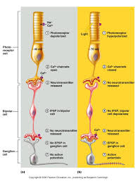 Phototransduction Anatomy And Physiology Medical School Studying Physiology