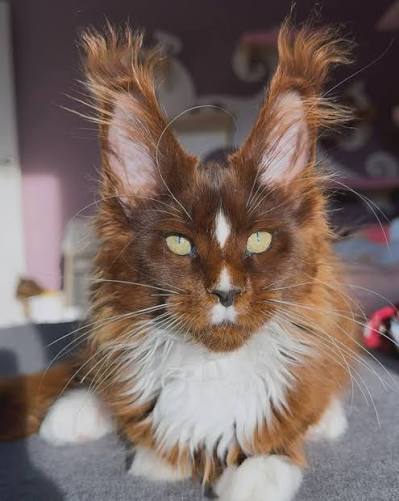 Maine Coon