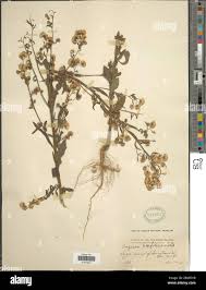 Image result for Erigeron bonariensis