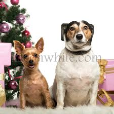 We did not find results for: Life On White Yorkshire Terrier And Jack Russell Terrier Sitting In Front Of Christmas Decorations Against White Background