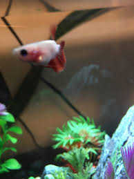 Then keep reading to find out all the common causes, as well as how to treat and prevent them! Help Baby Betta Front Bloat My Aquarium Club