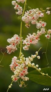 Cadena De Amor Trees To Plant Plants Tree