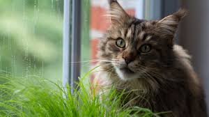 Many common, beautiful houseplants contain cat poisons that can cause serious harm, and even death. 10 Toxic Houseplants That Are Dangerous For Children And Pets Dengarden