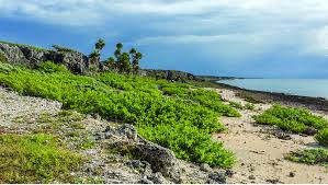 Image result for Surianaceae