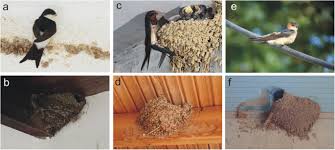 Their nests closely resemble that of the robins and are formed like an open cup made of grass mixed with mud, weeds, bark strips, and leaves. Mineralogical And Textural Characteristics Of Nest Building Geomaterials Used By Three Sympatric Mud Nesting Hirundine Species Scientific Reports