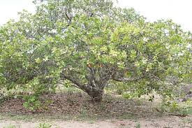 Image result for Anacardium occidentale