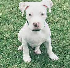 Is The White Pitbull A Problematic Varient Or Just A Pretty Pup