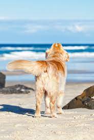 Alittlebitofsillinessreally Dog Beach Dogs Dog Love