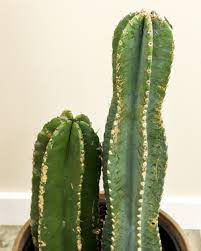 We did not find results for: Cereus Peruvianus Peruvian Apple Cactus Plantvine