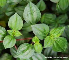 Image result for Dissotis alata