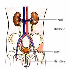 Blut im stuhl oder andere veränderungen, wie geruch, konsistenz blut im stuhl (analblutung, blutigem stuhl, blutiger stuhl, blutstuhl, meläna, rektalblutung, teerstuhl). Urologenportal Nieren Und Harnwegsinfektionen