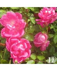 Maybe you would like to learn more about one of these? Polyanthas Roses