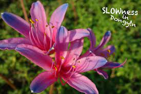 紅藍石蒜 一生中一定要親眼看過的花卉 紅藍石蒜 東引 緩生活slowness in dongyin taiwan travel plants