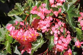 Image result for Begonia gentilii